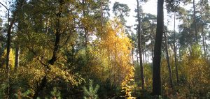 Wald Bilder aus dem Ökodorf Sieben Linden