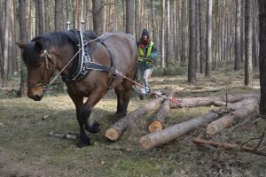 Holzrücken mit Pferden