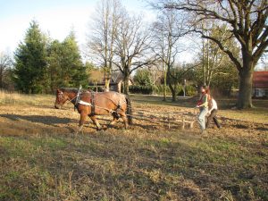 Tagesworkshop: Arbeiten mit Pferden