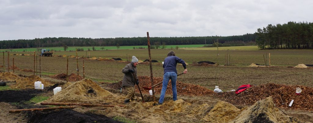 Zwei Menschen stehen auf der Agroforstfläche und graben Löcher für Baumpflanzungen.