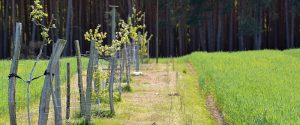 Baumreihe auf dem Agroforst in SIeben Linden