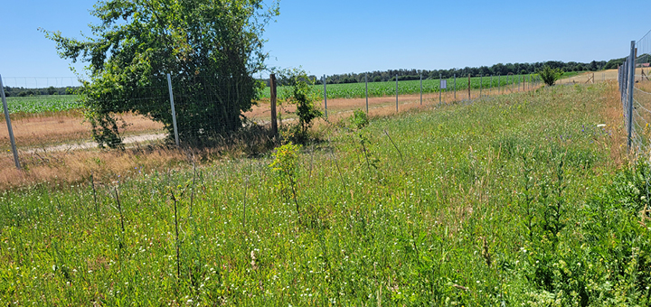 neu gepflanzte Heckenreihe